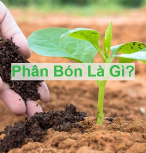 Phân bón là gì? Phân loại và vai trò trong nông nghiệp