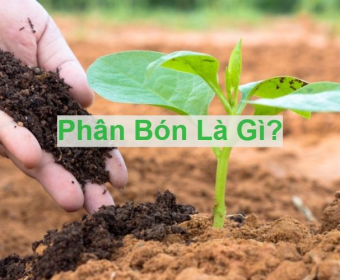 Phân bón là gì? Phân loại và vai trò trong nông nghiệp