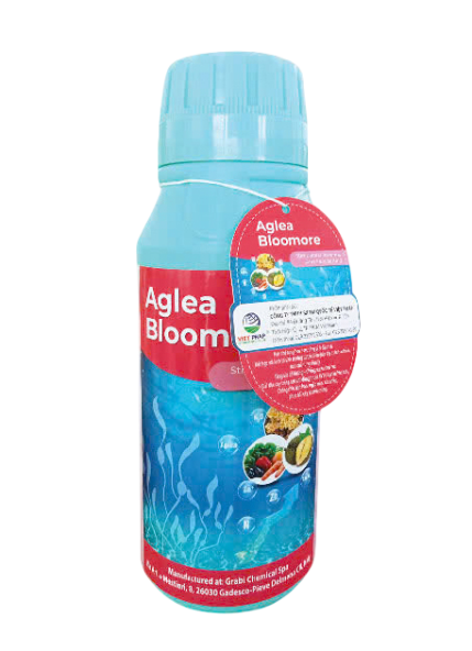AGLEA BLOOMORE